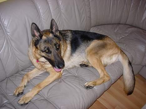 Schæferhund Nydningen`s Dollie - Er jeg ikke sød? billede 2