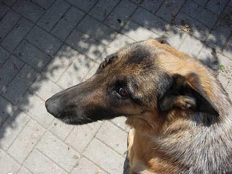 Schæferhund Nydningen`s Dollie - Jeg kan se meget ynkelig ud. billede 3