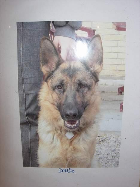 Schæferhund Nydningen`s Dollie - Et rigtigt modelbillede. =:0) billede 4