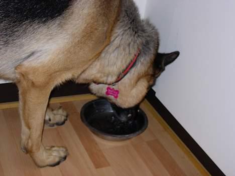 Schæferhund Nydningen`s Dollie - Jeg er tørstig. billede 5