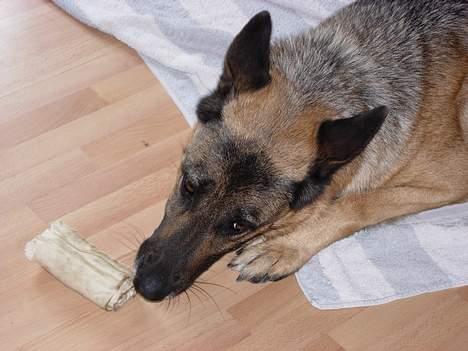 Schæferhund Nydningen`s Dollie - Mit ben er bedst. billede 6