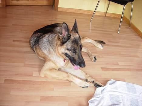 Schæferhund Nydningen`s Dollie - Tar´ lige en slapper. billede 7