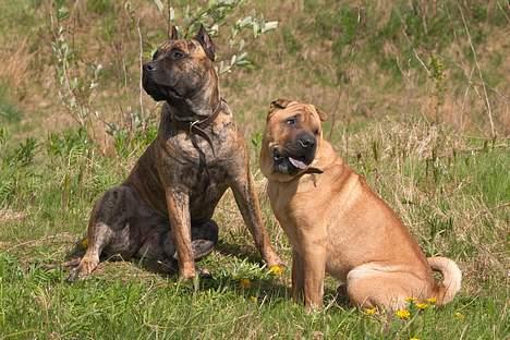 Shar pei cosmo *død* billede 9