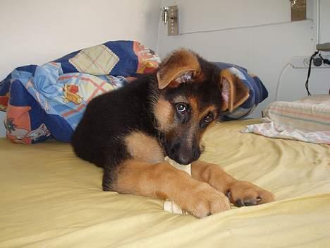 Schæferhund Maegaard's Falco R.I.P - Jeg elsker bare at gnaske i ben når tænderne klør :) billede 8