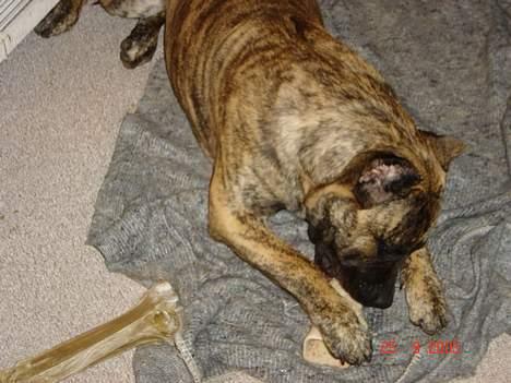 Dogo canario Nova - ligger lige og spiser igen. billede 8