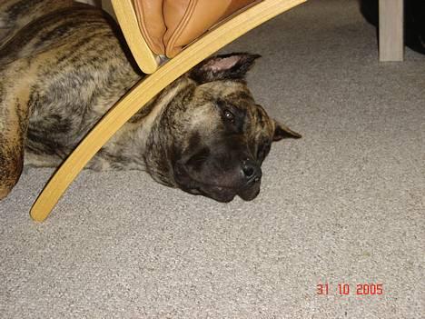 Dogo canario Nova - Jeg tor ikke at nogle har set mig billede 9