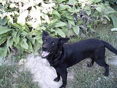 Blanding af racer Bertha - Hej det mig Bertha lalleglad billede 1