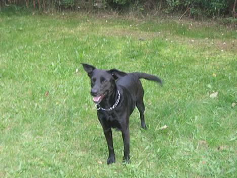 Blanding af racer Bertha - Kast dog mand.......*nyt* billede 2