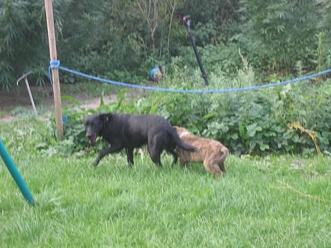 Blanding af racer Bertha - Moaar  Gimli vil tage mit æble*nyt* billede 4