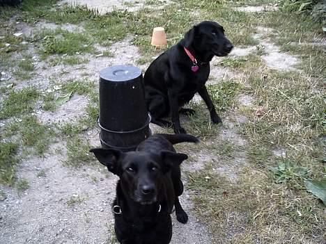 Blanding af racer Bertha - Det er min bedste ven bella billede 5