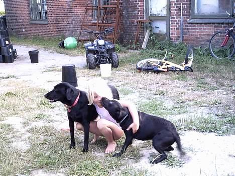 Blanding af racer Bertha - Bella, Bertha og deres allerbedste "storesøster" Emilie billede 6