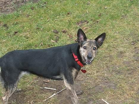 Blanding af racer Bertha - min mor lady billede 7