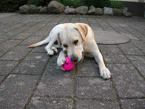 Labrador retriever Tessa - tessa med sin føzdags gave  billede 20