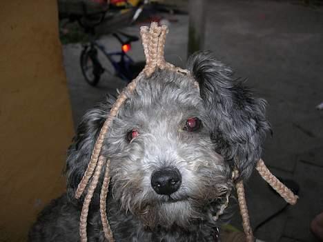 Dværgpuddel Ruth - ja sacha havde fået flettet garn i sit hår og så synes hun jo liige at jeg oss skulle have fletninger... :-) billede 9