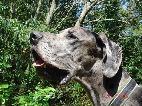 Grand danois Apollo *Savner dig* billede 16