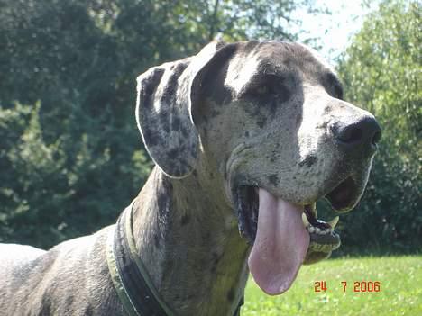 Grand danois Apollo *Savner dig* billede 17