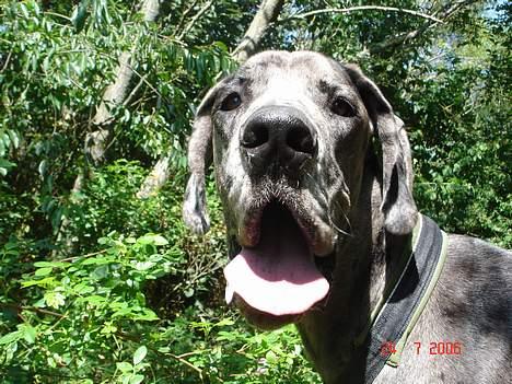 Grand danois Apollo *Savner dig* billede 18