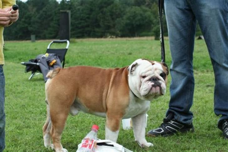 Olde english bulldogge østergaards missy - den flotte han hund er shrek som missy er blevet parret med billede 20