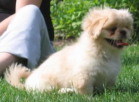 Pekingeser Berta - 11 uger gammel billede 1