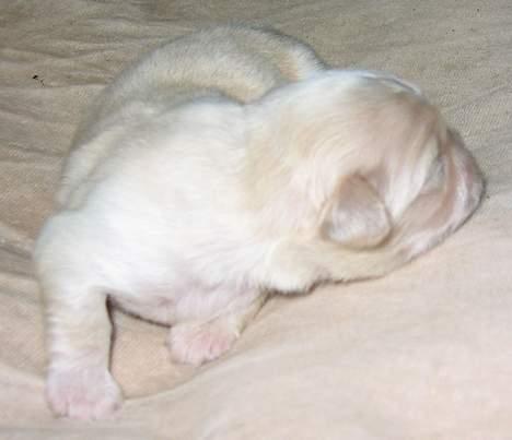 Pekingeser Berta - 6 dage gammel billede 2