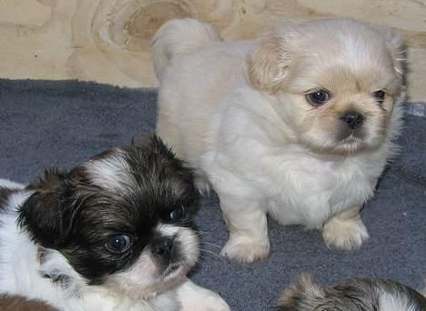 Pekingeser Berta - Mig & min bror Bent (5 uger gammel) billede 4