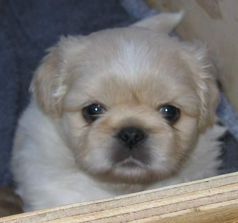 Pekingeser Berta - 5 uger gammel billede 5