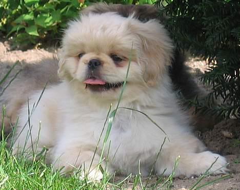 Pekingeser Berta - 11 uger gammel billede 7