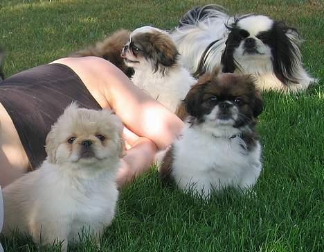 Pekingeser Berta - Mig & mine søskende Bent & Cosmo, og "morbror" Pelle billede 8