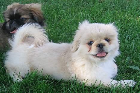 Pekingeser Berta - Mig med Izak i baggrunden. (11 uger gammel) billede 9