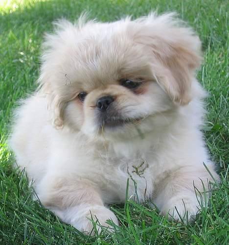 Pekingeser Berta - 11 uger gammel billede 10