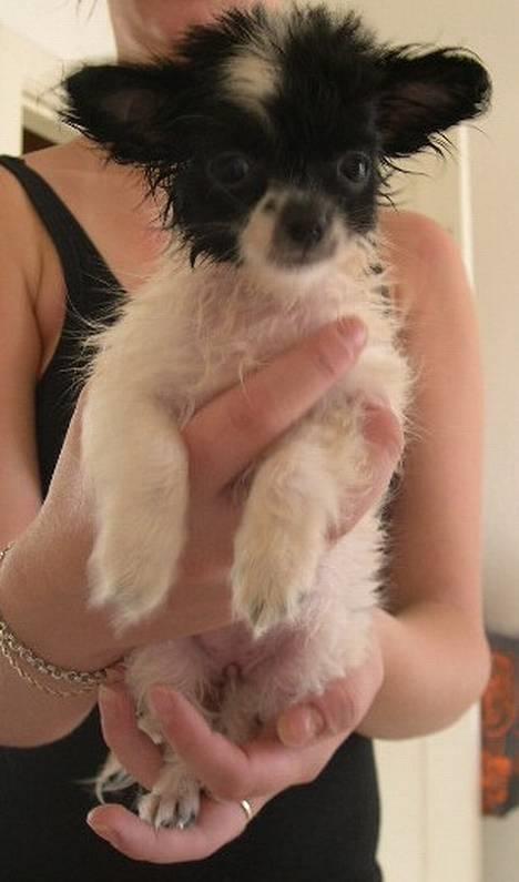 Blanding af racer Daisy - og så sir de det er sund at bade...føj sir jeg bare....... billede 10