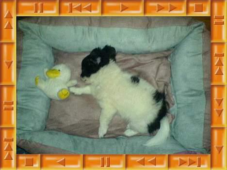 Blanding af racer Daisy - min dejlige rapand... billede 11