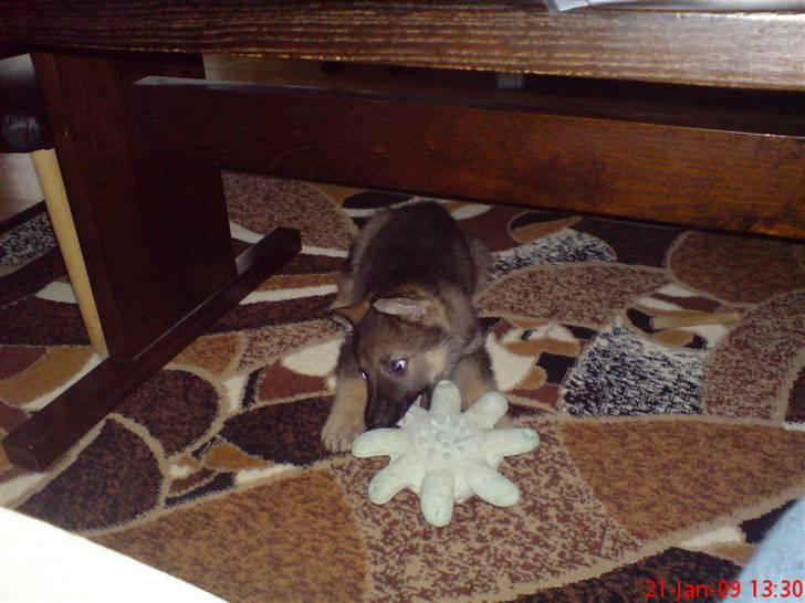 Schæferhund (hesselballe olli) billede 8