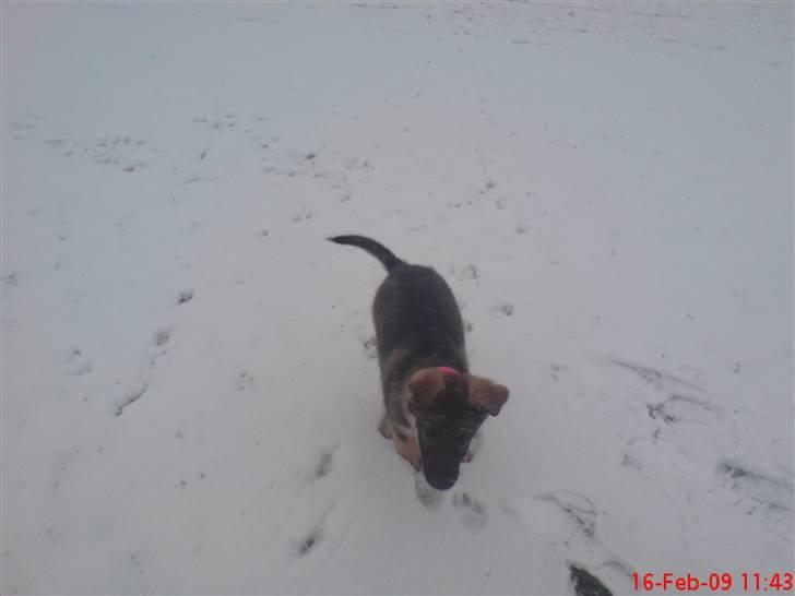 Schæferhund (hesselballe olli) - nej sne det er kønt .............jubii............ billede 9