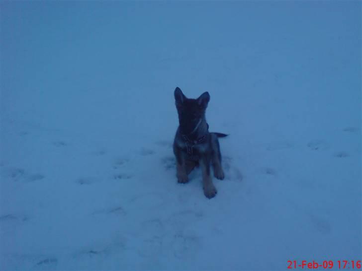 Schæferhund (hesselballe olli) billede 10