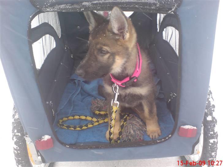 Schæferhund (hesselballe olli) - så jeg er klar til en tur i cykelhundetrailer  billede 11