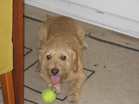 Basset fauve de bretagne Mille - Et Skridt nærmere! Og jeg løber med bolden! billede 11