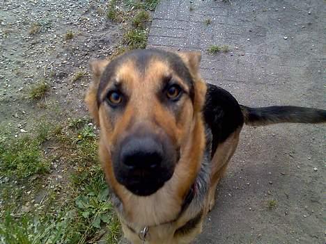 Schæferhund Nicole - Naj , må jeg også prøve billede 14