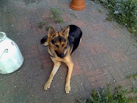 Schæferhund Nicole - Ihh, Hvor bliver min legekammerat af ?? billede 15