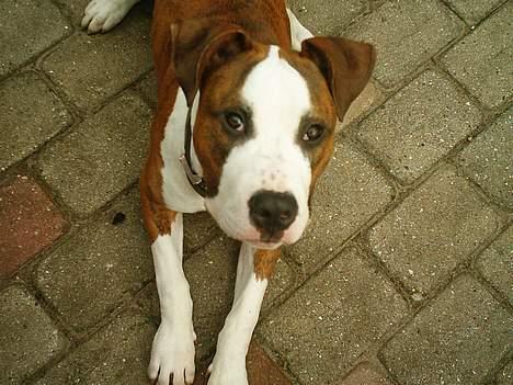 Amerikansk staffordshire terrier Keiko billede 1