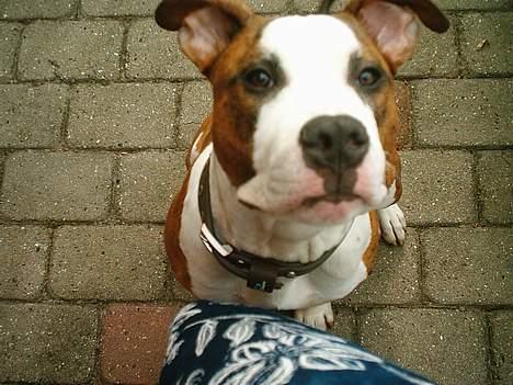 Amerikansk staffordshire terrier Keiko billede 2