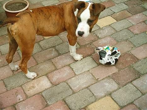 Amerikansk staffordshire terrier Keiko - Sagde du det var en ny bold mor billede 3