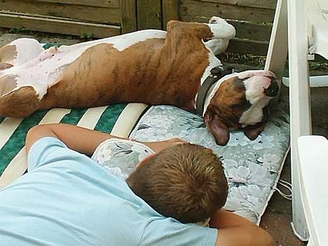 Amerikansk staffordshire terrier Keiko - dejligt med en middags skraver sammen med storebror billede 4