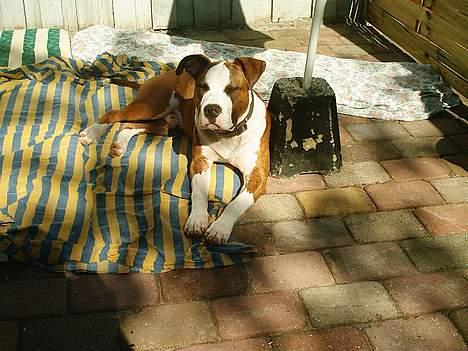 Amerikansk staffordshire terrier Keiko - uskyldigheden him self billede 5