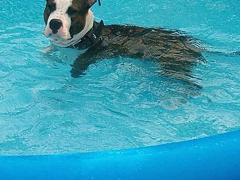 Amerikansk staffordshire terrier Keiko - luksus dyr i poolen billede 6