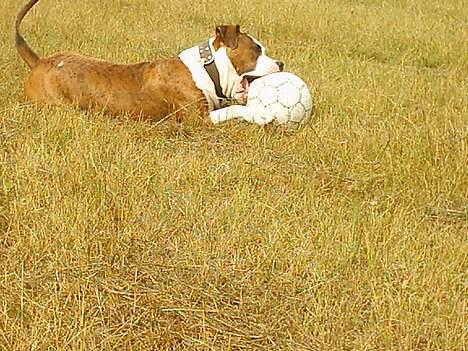 Amerikansk staffordshire terrier Keiko billede 7