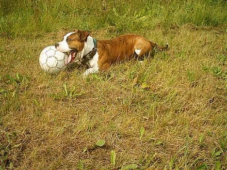 Amerikansk staffordshire terrier Keiko - Det er svært at holde bolden og tungen i munden samtidig billede 8