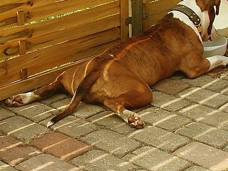 Amerikansk staffordshire terrier Keiko - HD  ikke her billede 9