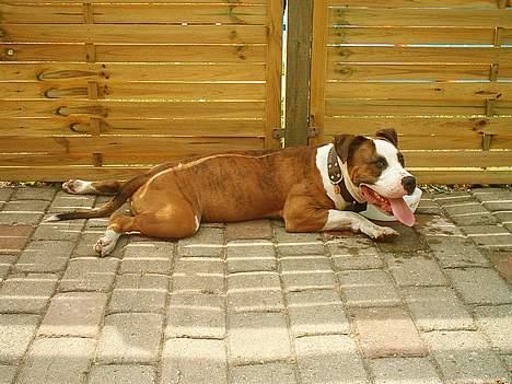 Amerikansk staffordshire terrier Keiko billede 10