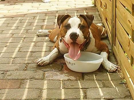 Amerikansk staffordshire terrier Keiko - Morrrrrrrr mere vand nuuuuuuuuu billede 11